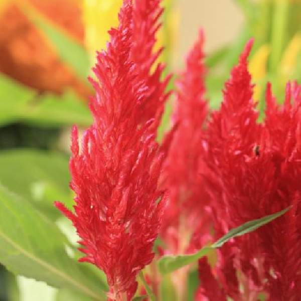 Image Of Celosia Castle Scarlet