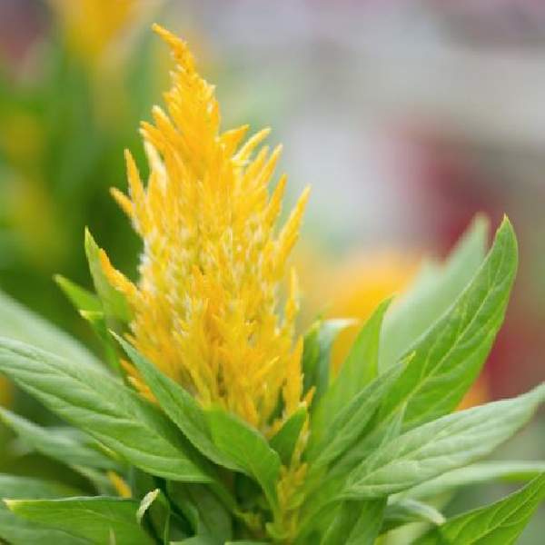 celosia-castle-yellow-celosia-1665163181.jpg