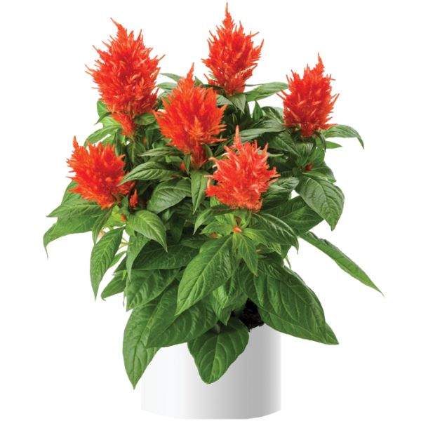 Celosia Kelos Fire Orange