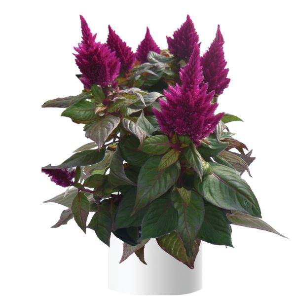 celosia-kelos-fire-purple-celosia-1660234389.jpg