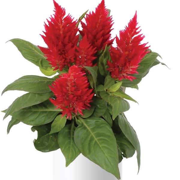 Celosia Kelos Fire Red