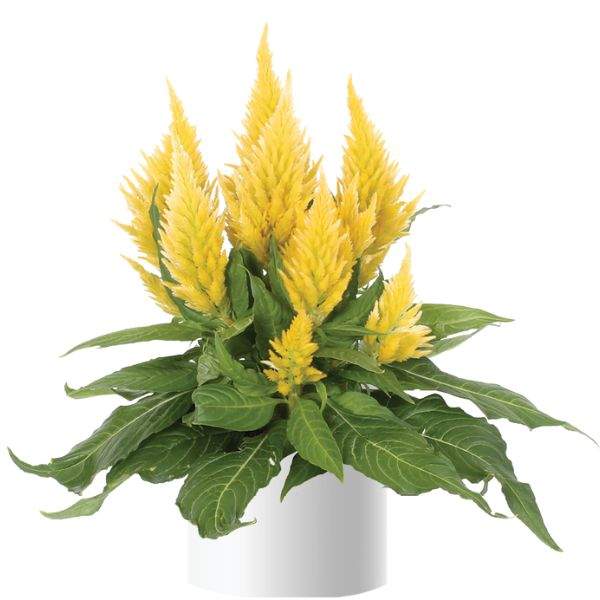 celosia-kelos-fire-yellow-celosia-1660234443.jpg