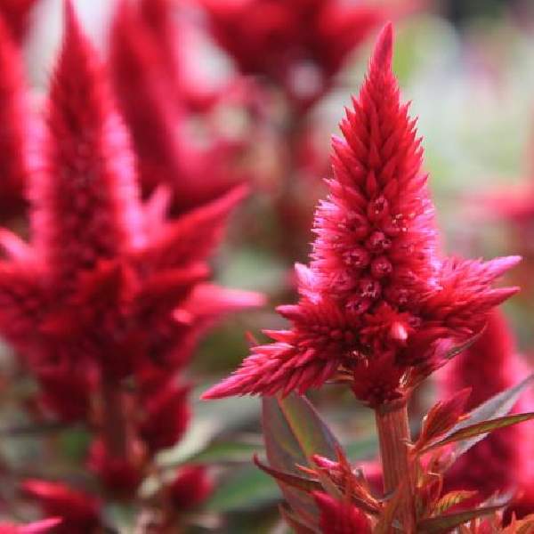 Image Of CELOSIA SMART LOOK RED