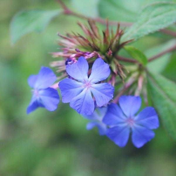 Other Perennials