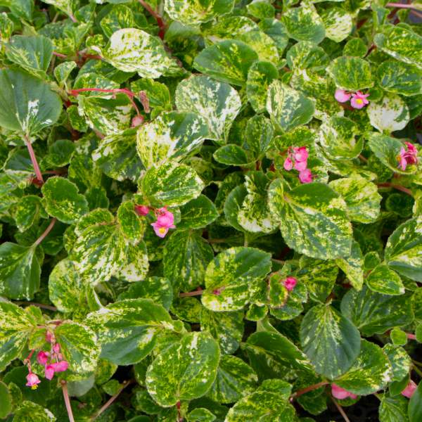 Begonia