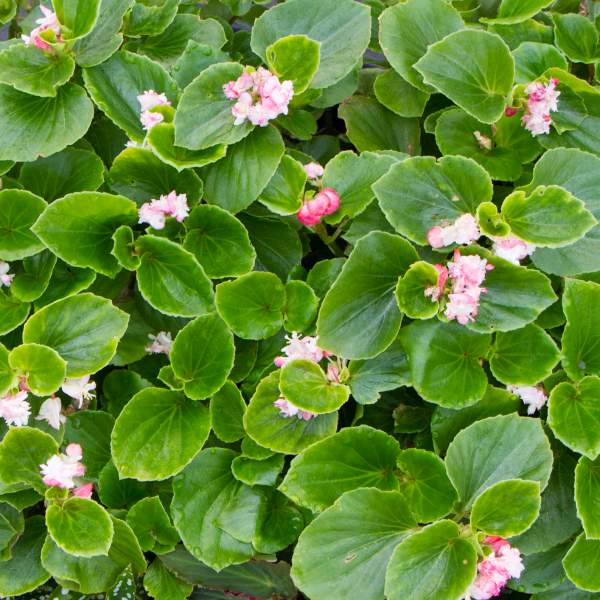 Image Of Begonia Cherry Blossom