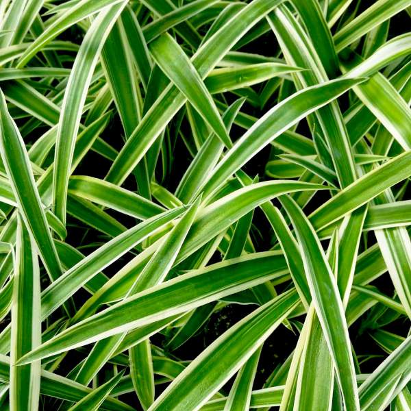 Chlorophytum