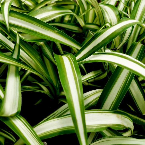 Wholesale Chlorophytum Houseplant Starter Plants