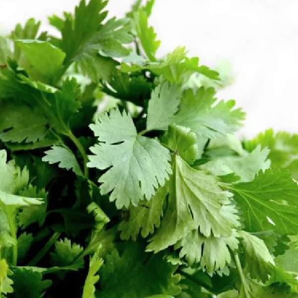 cilantro-santo-herb-1665430857.jpg