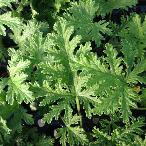 citronella.jpg