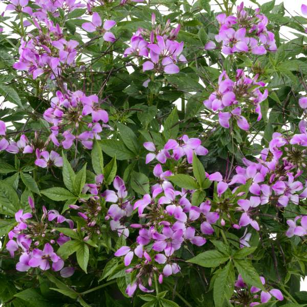 cleome-clio-magenta.jpg