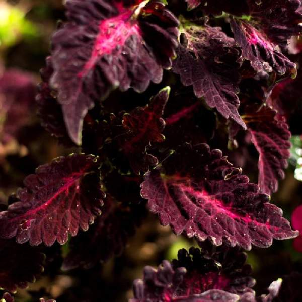 COLEUS BLACK DRAGON