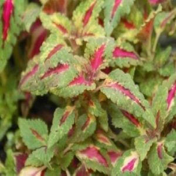 COLEUS CARNIVAL