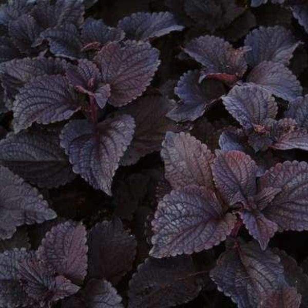COLEUS DARK STAR