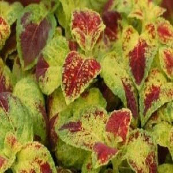 COLEUS DIPT IN WINE