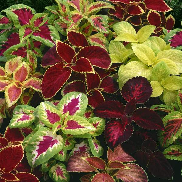 Coleus Fairway Mix