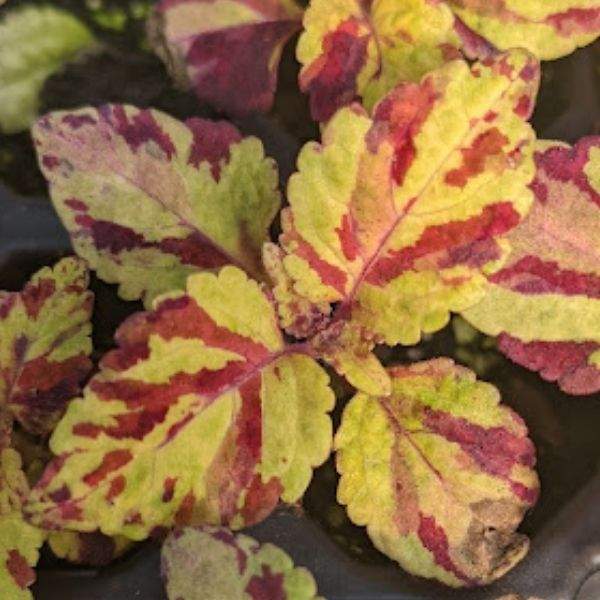 coleus-fairway-mosaic-coleus-1646414660.jpg