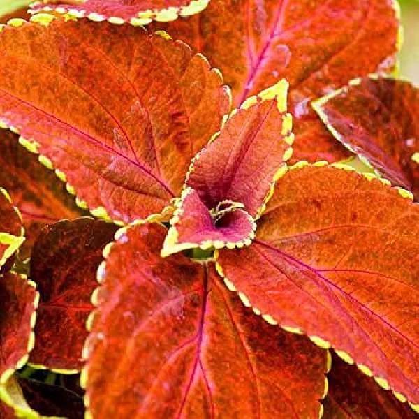 Coleus Fairway Orange