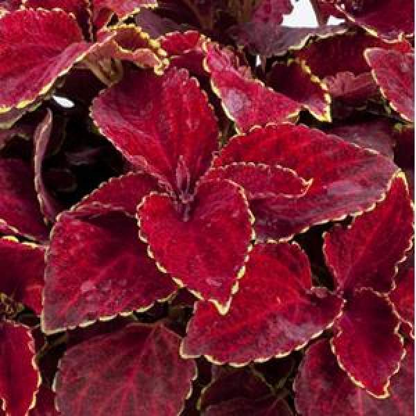 Coleus Fairway Red Velvet