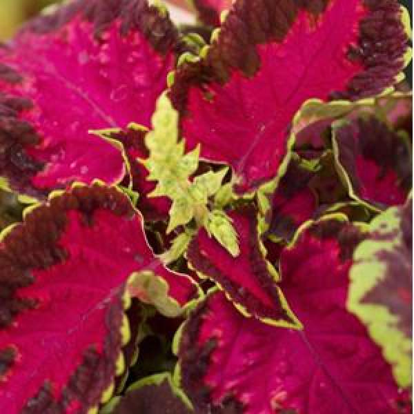 Coleus Fairway Rose