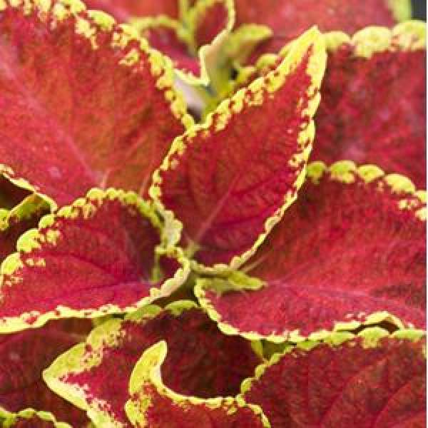 Coleus Fairway Ruby