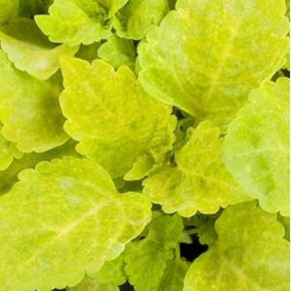 Coleus Fairway Yellow