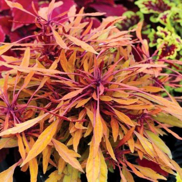 COLEUS FANCY FEATHERS COPPER