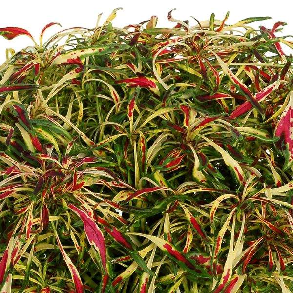 COLEUS FANCY FEATHERS PINK