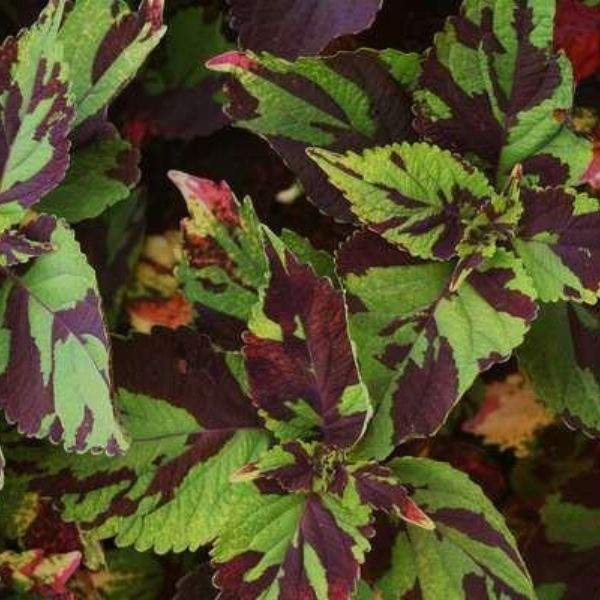 COLEUS FINGER PAINT