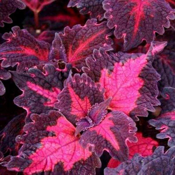 COLEUS FLAMINGO