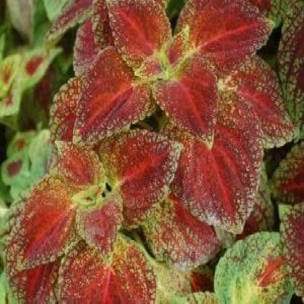 COLEUS JUICY LUCY