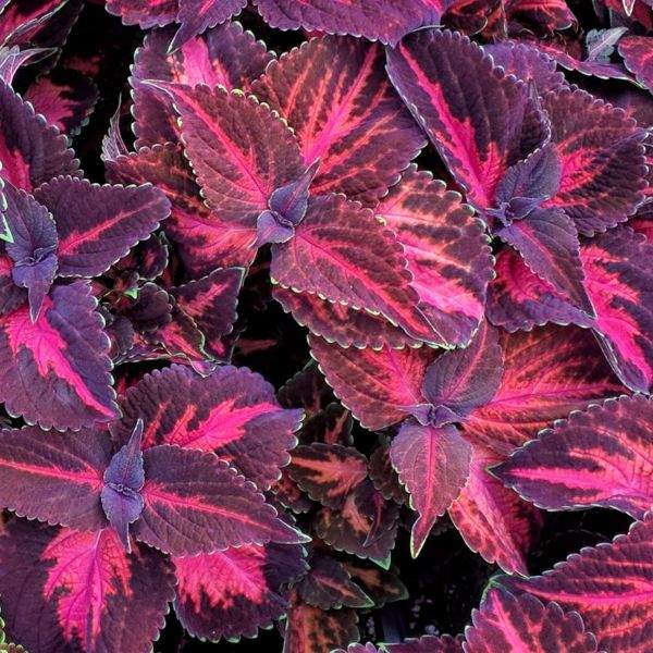 COLEUS KINGSWOOD TORCH