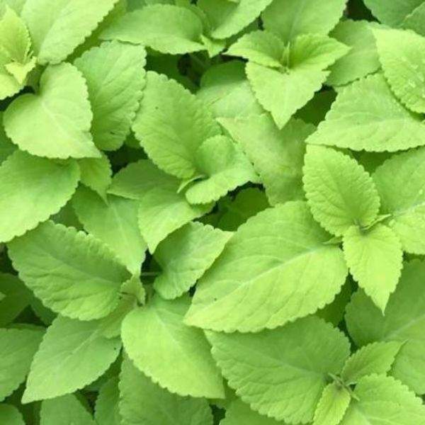 COLEUS LIFELIME