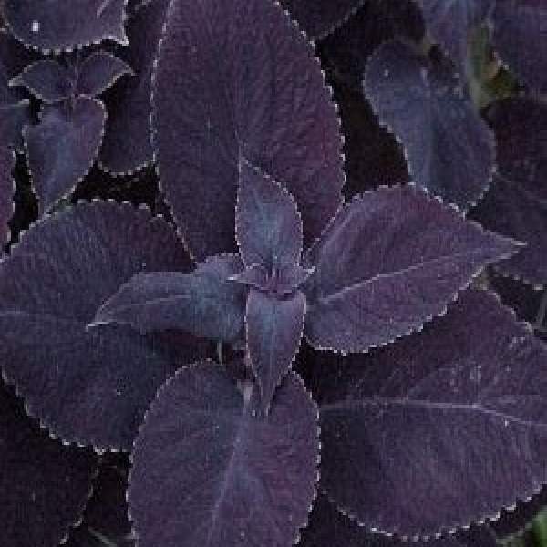 COLEUS MERLOT