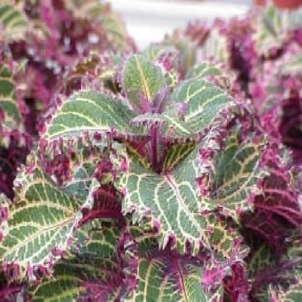 COLEUS PETERS WONDER