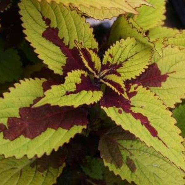 coleus-pineapple-beauty-coleus-1659379583.jpg
