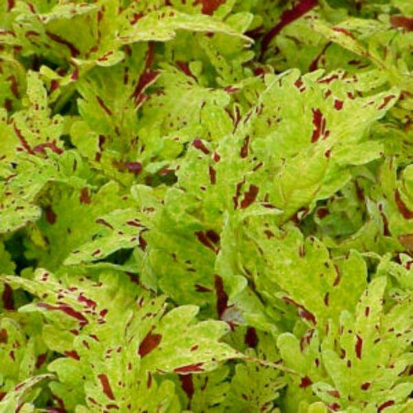 COLEUS PINEAPPLETTE
