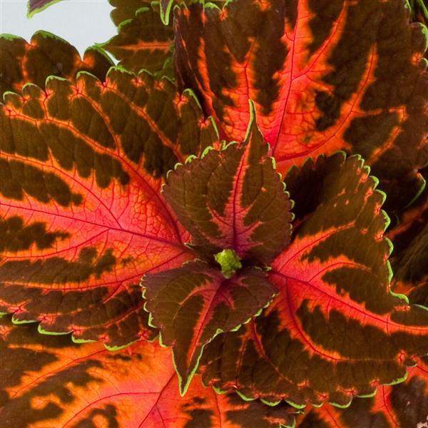 COLEUS RAINBOW FESTIVE DANCE