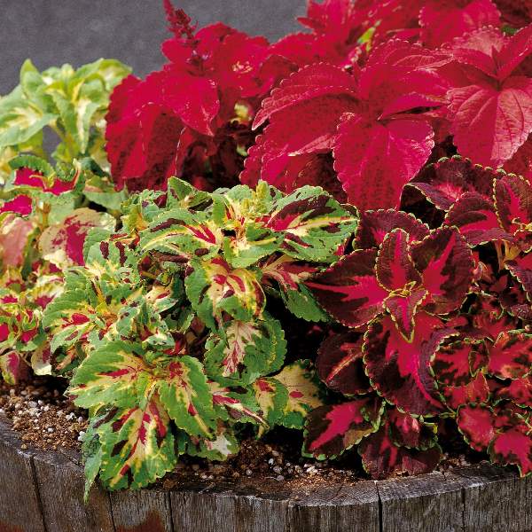 COLEUS RAINBOW MASTERBLEND MIX
