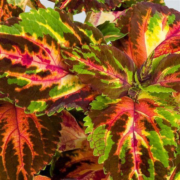 COLEUS RAINBOW MULTICOLOR