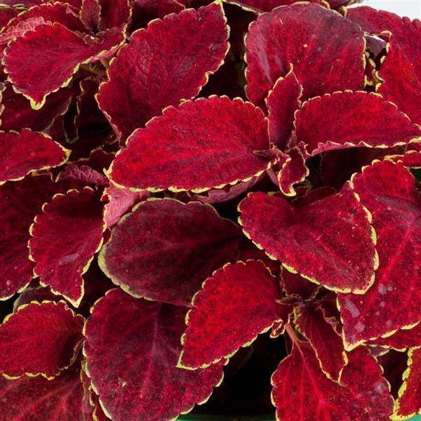COLEUS RAINBOW RED VELVET