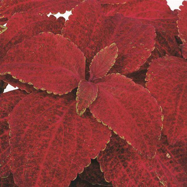 coleus-rainbow-volcano-coleus-1676906031.jpg