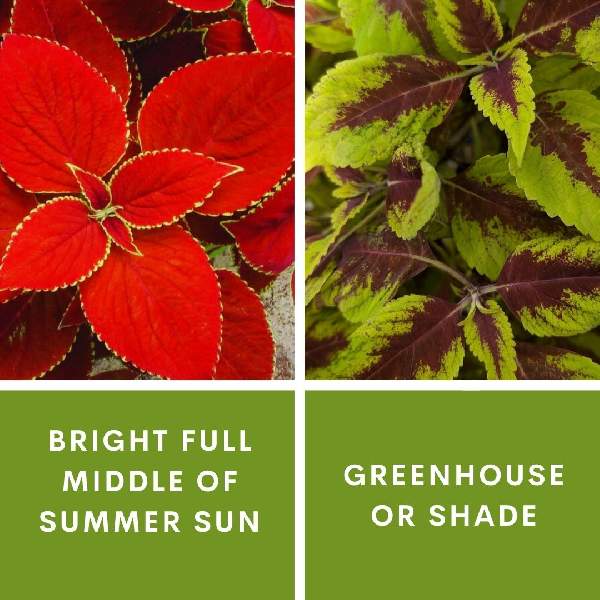 COLEUS RED COAT