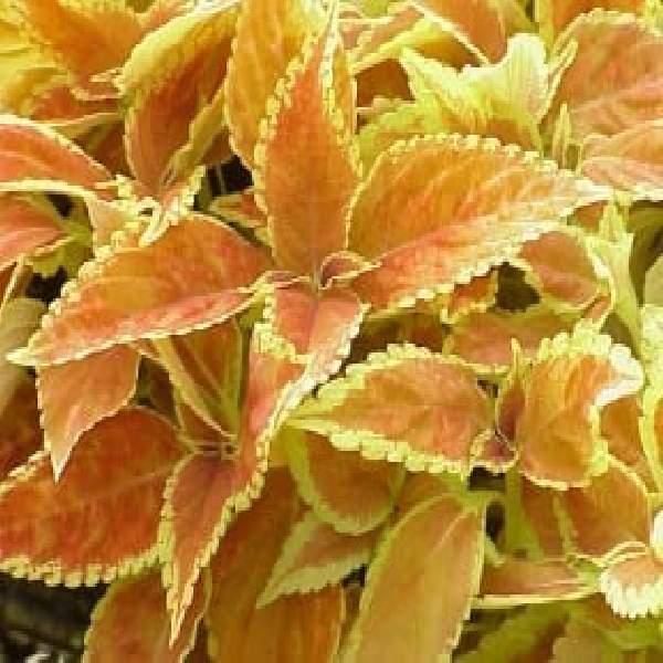 COLEUS RUSTIC ORANGE
