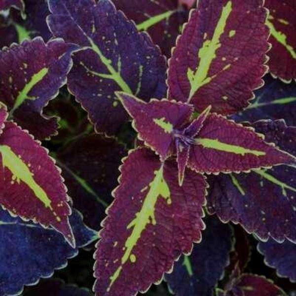 COLEUS SATURN
