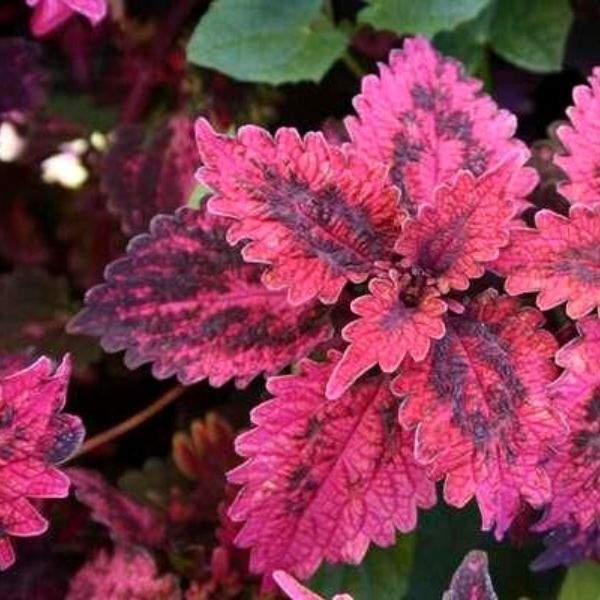 COLEUS SOLAR ECLIPSE