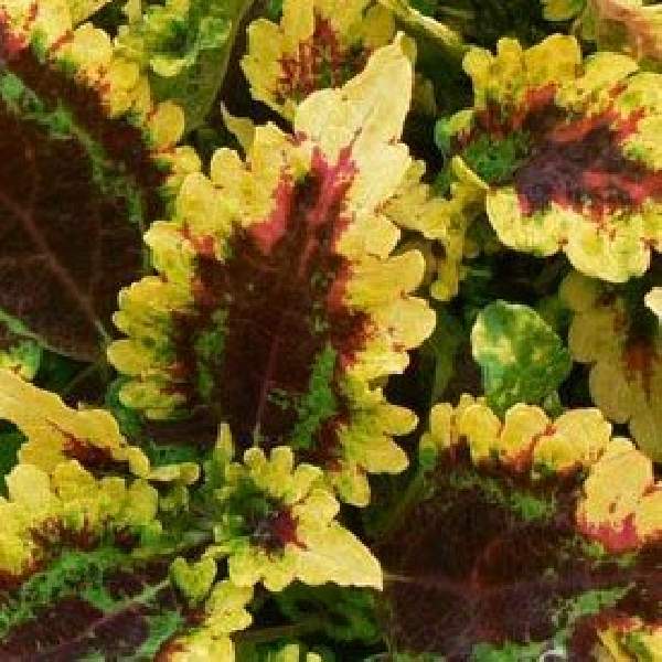 coleus-solar-flair-coleus-1660234941.jpg