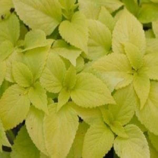 COLEUS SOLAR SHADE