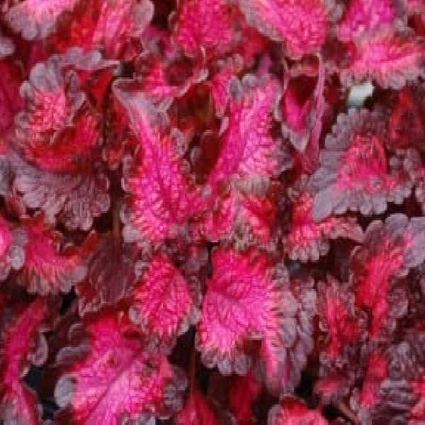 COLEUS SONG BIRD