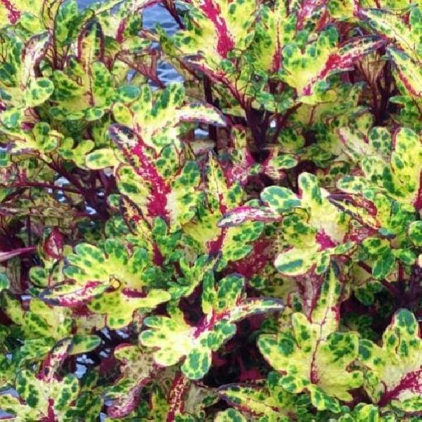COLEUS TICKLED PICKLE
